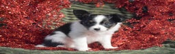 Papillon dogs for sale: Blitz - Ad 6