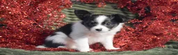 Papillon dogs for sale: Blitz - Ad 7