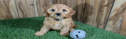 Cavapoo dogs for sale: Kellee Boy 3 - Ad 1