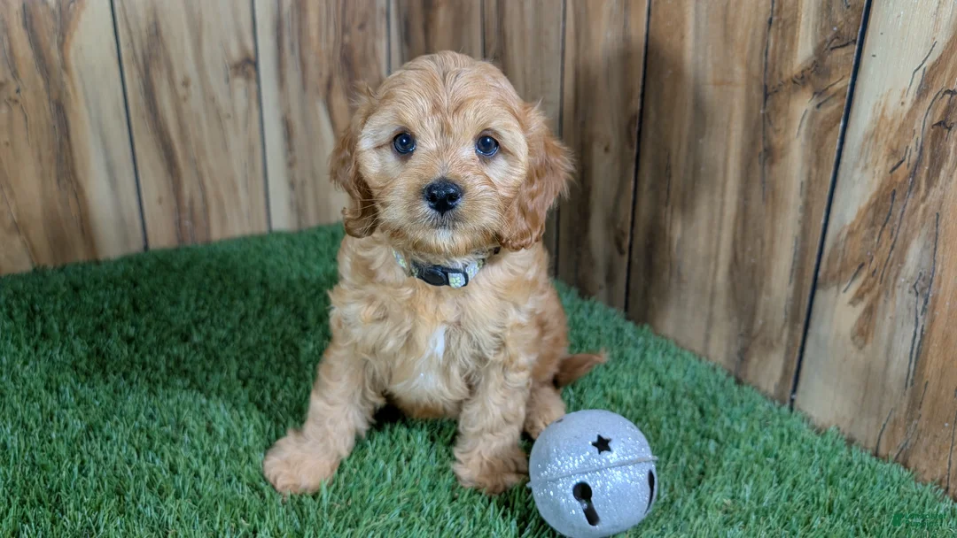 Cavapoo dogs for sale: Kellee Boy 3 - Ad 1