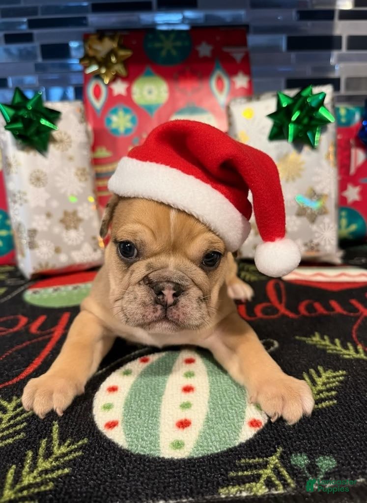 English Bulldog dogs Blue Fawn Merle Girl  - Ad 25