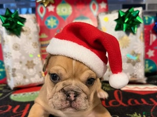 English Bulldog dogs Blue Fawn Merle Girl - Ad 33