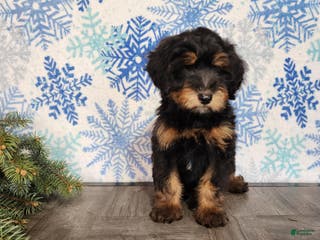 Mini Bernedoodle dogs Donner - Ad 17