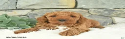 Mini Goldendoodle dogs for sale: Rain - Ad 2