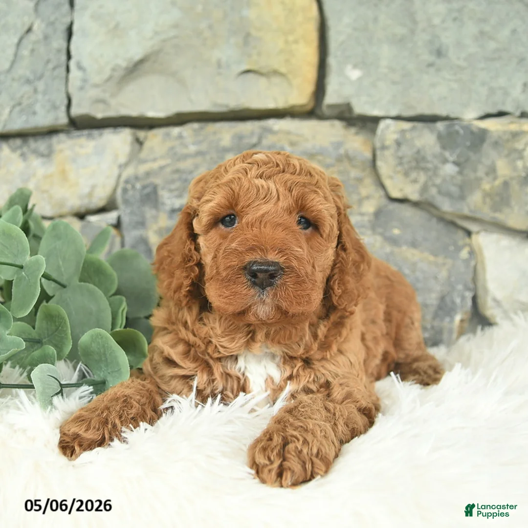 Mini Goldendoodle dogs for sale: Rain - Ad 2