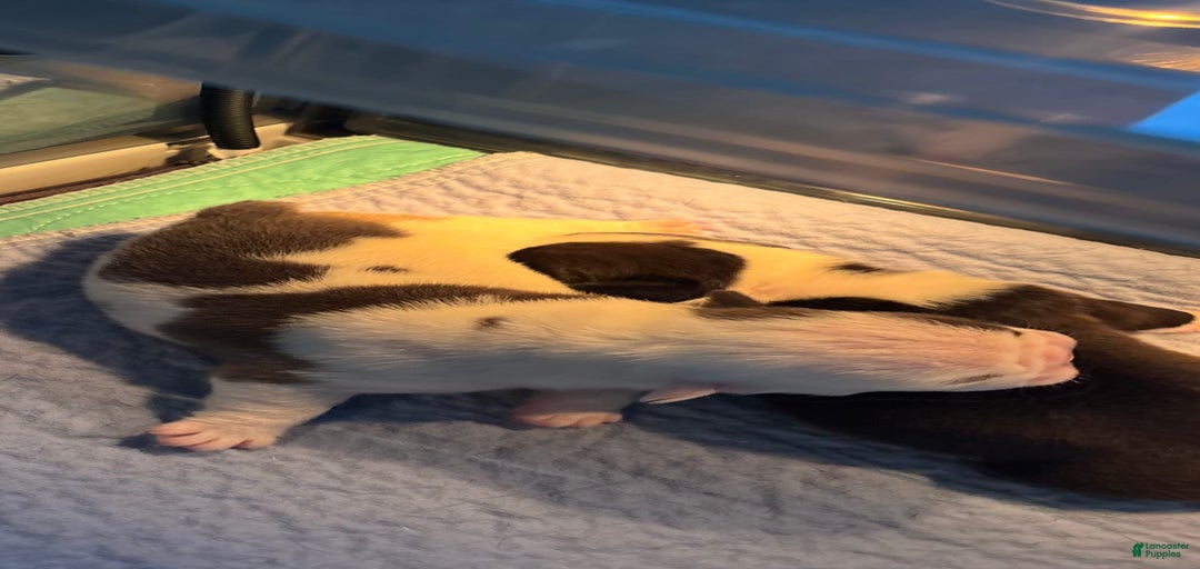 Gallery Image {{count}}