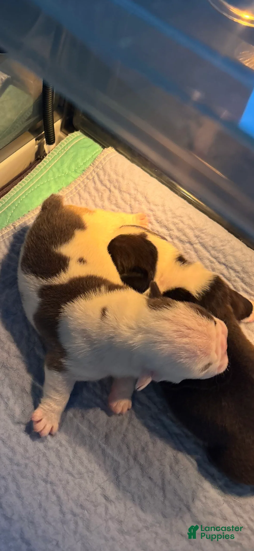 Gallery Image {{count}}