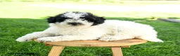 Maltipoo dogs for sale: Snoopy - Ad 3