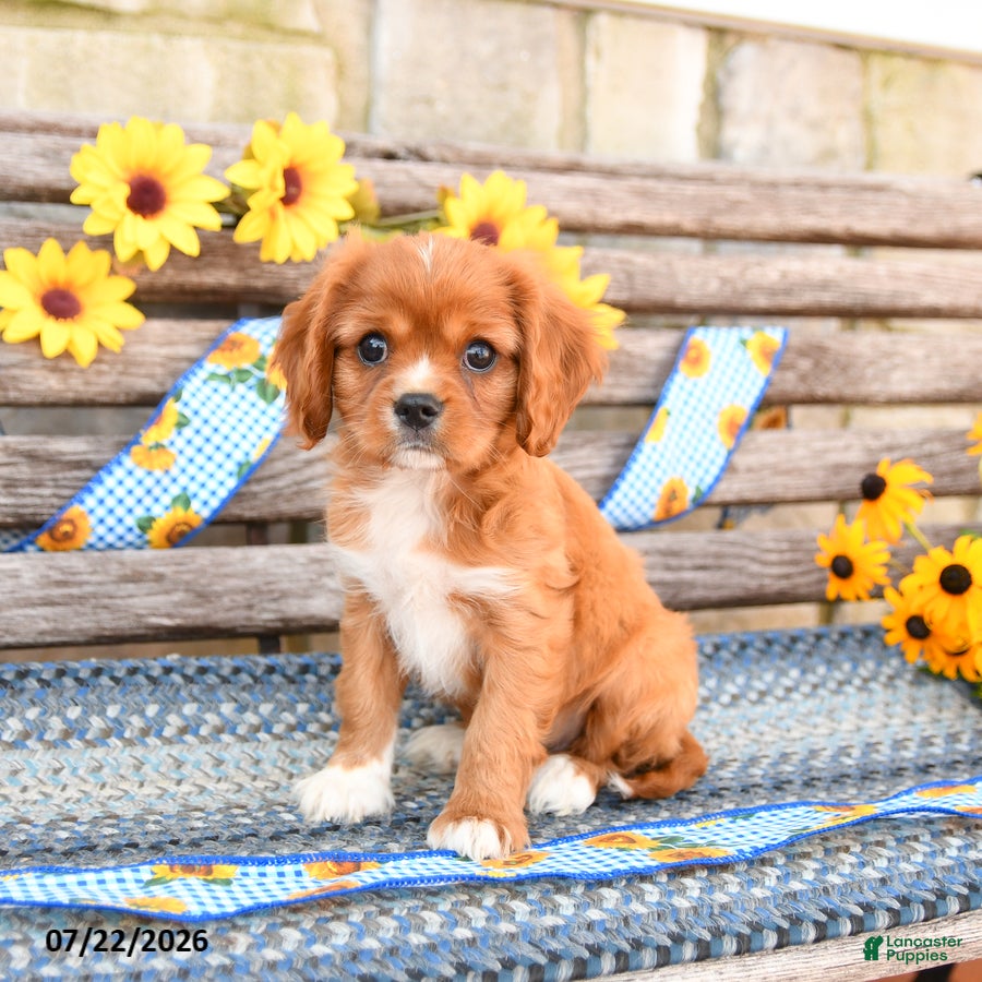 Cavalier King Charles Spaniel dogs for sale: Teddy - Ad 3