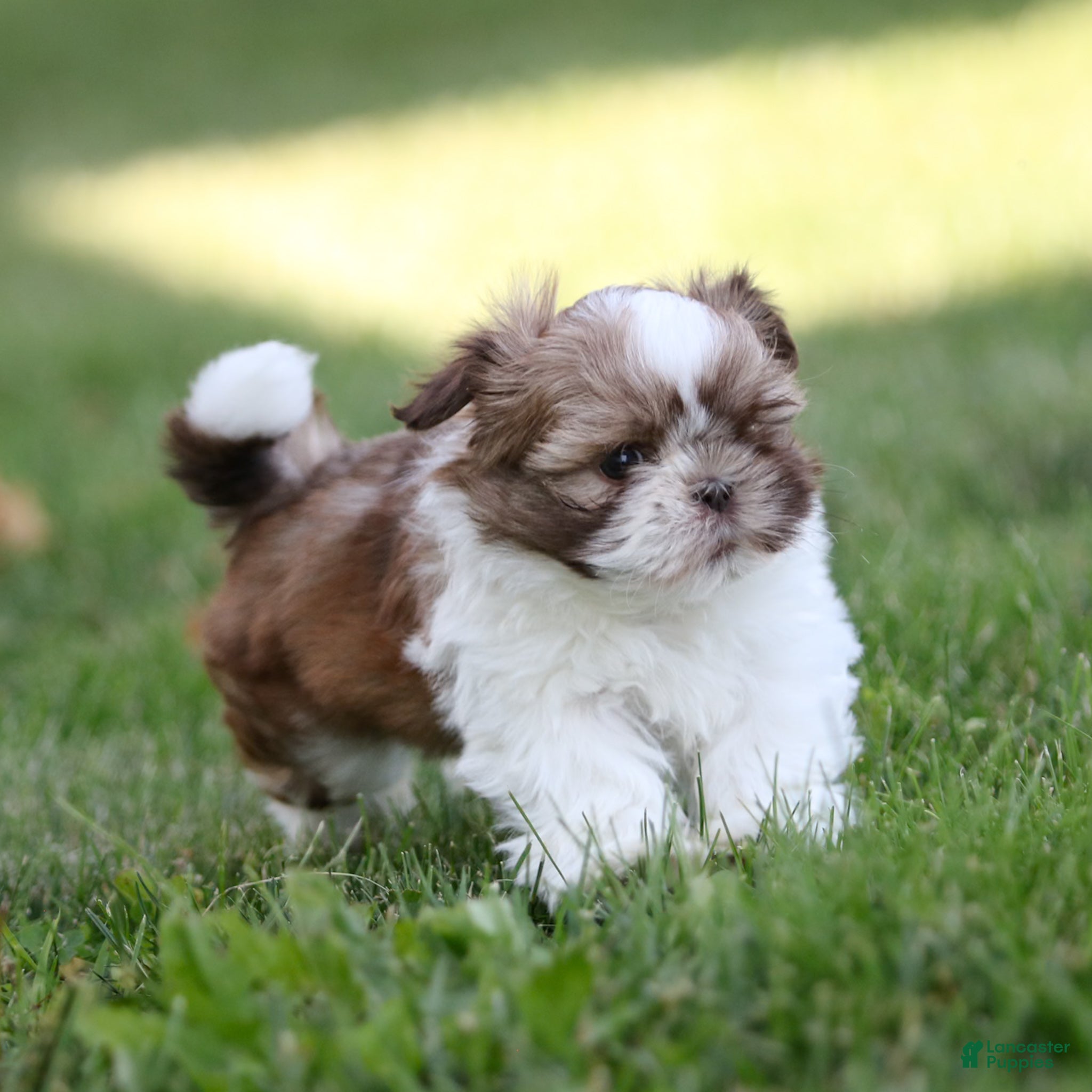 Shih Tzu dogs Snickers Shih Tzu  - Ad 2