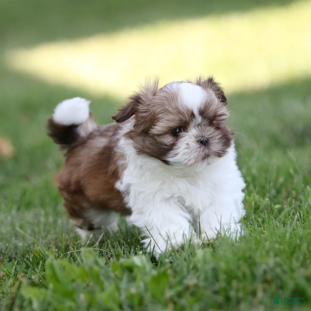 Shih Tzu dogs for sale: Snickers Shih Tzu  - Ad 2