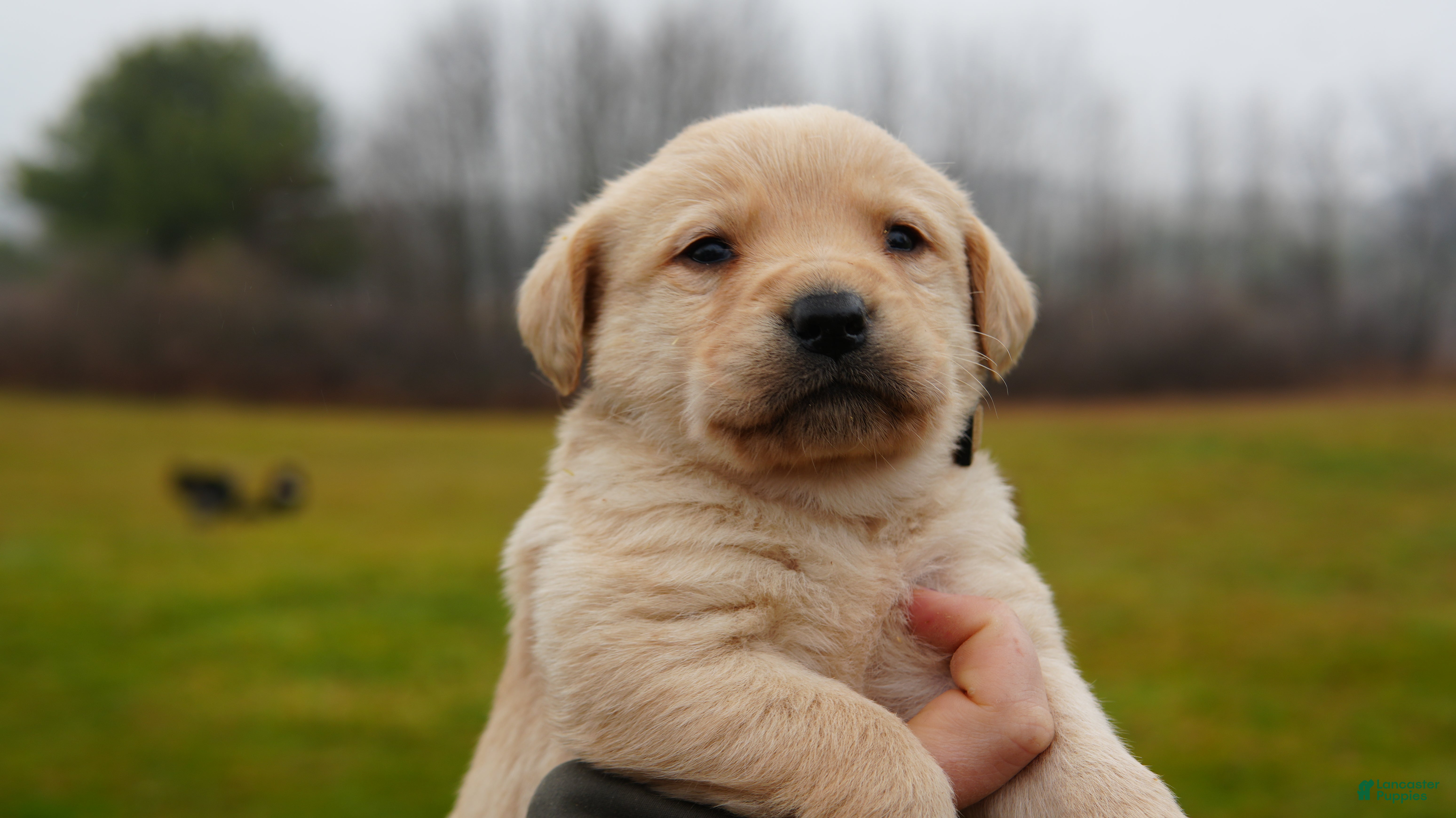 Labrador Retriever dogs Diesel - Ad 5