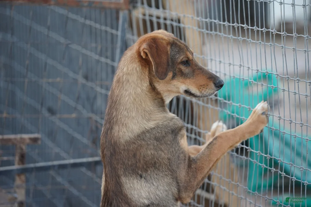 Mixed Breed dogs for sale: Dragon Tiscar Farm Dog - Ad 26