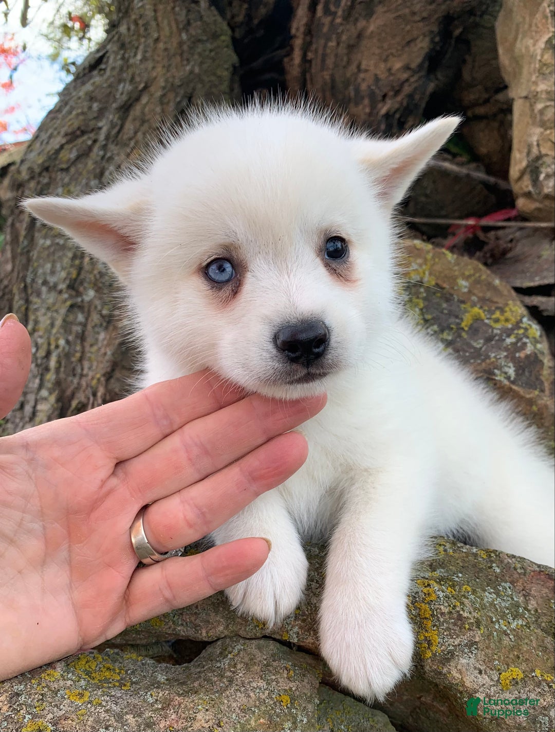 Alaskan Klee Kai dogs for sale: Sweet Trevor - Ad 2