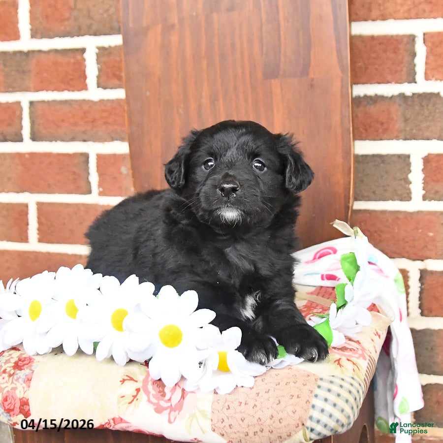 Mixed Breed dogs Lilac - Ad 2