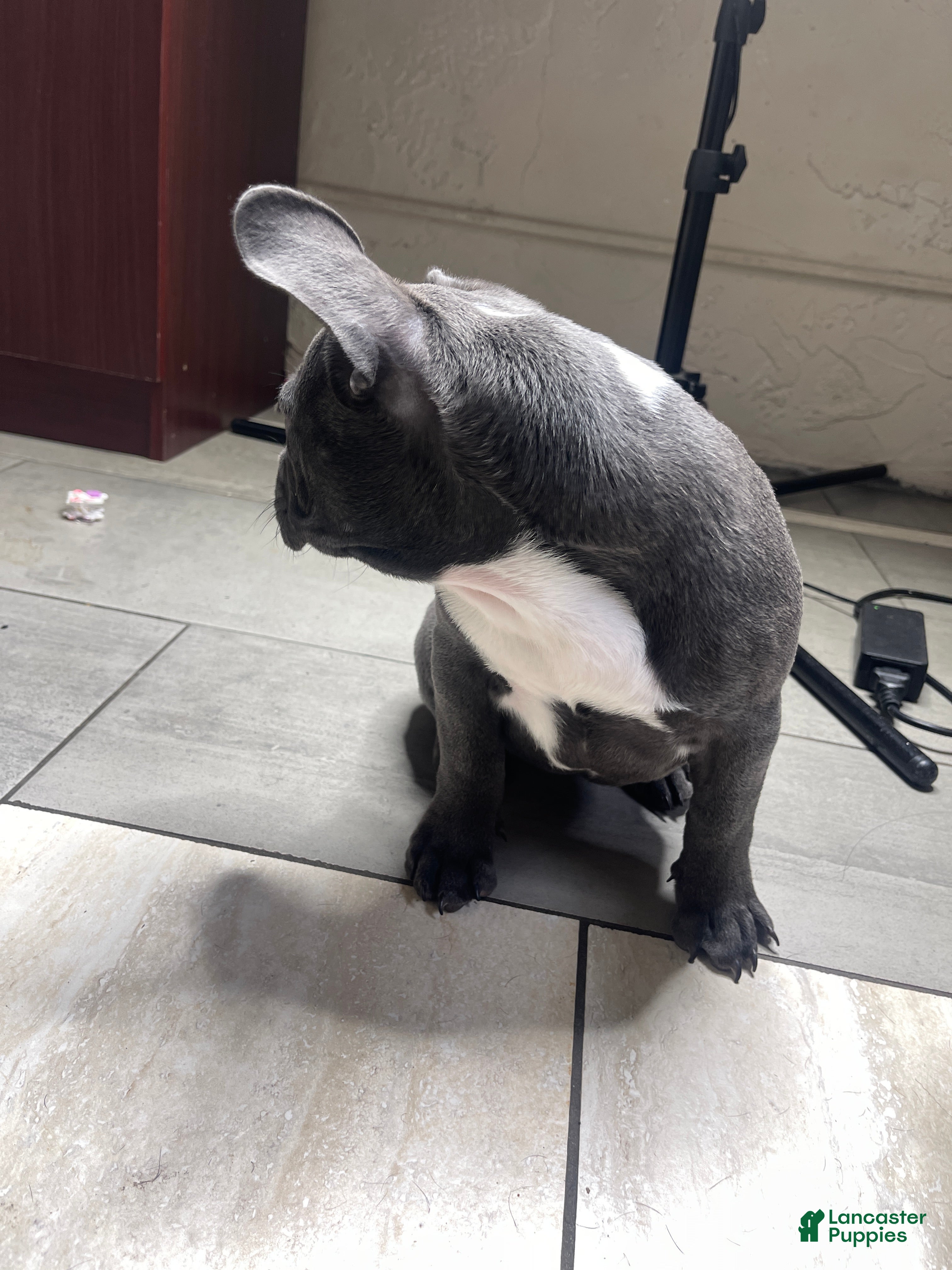 French Bulldog dogs Lola - Ad 2