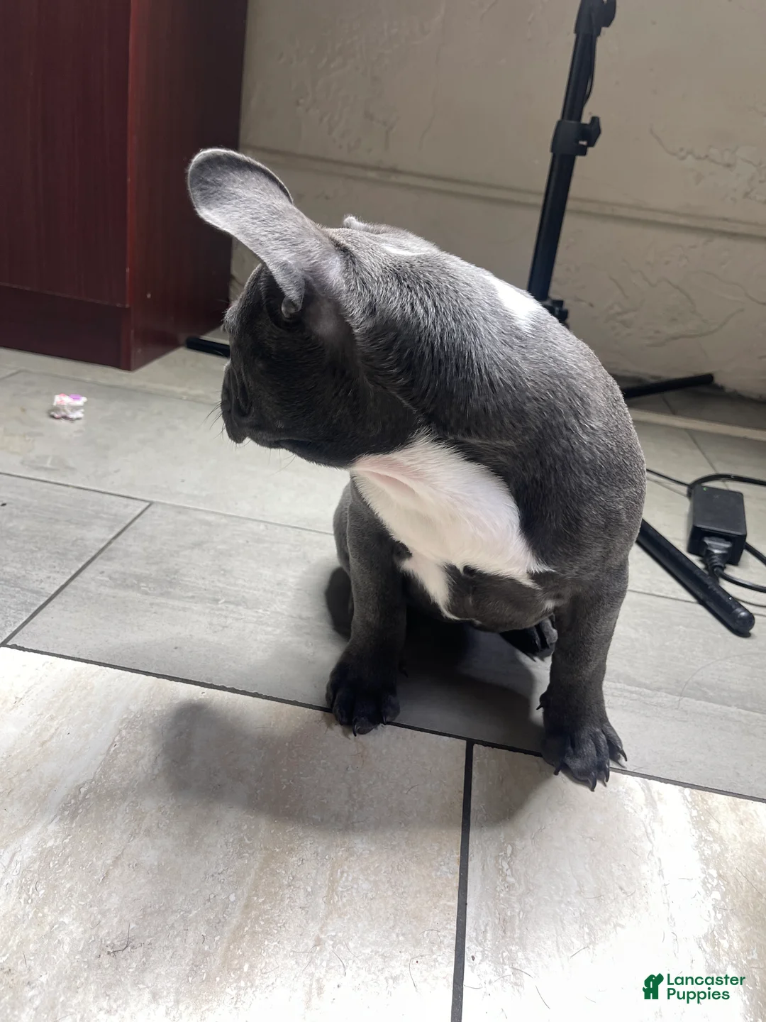 French Bulldog dogs for sale: Lola - Ad 2
