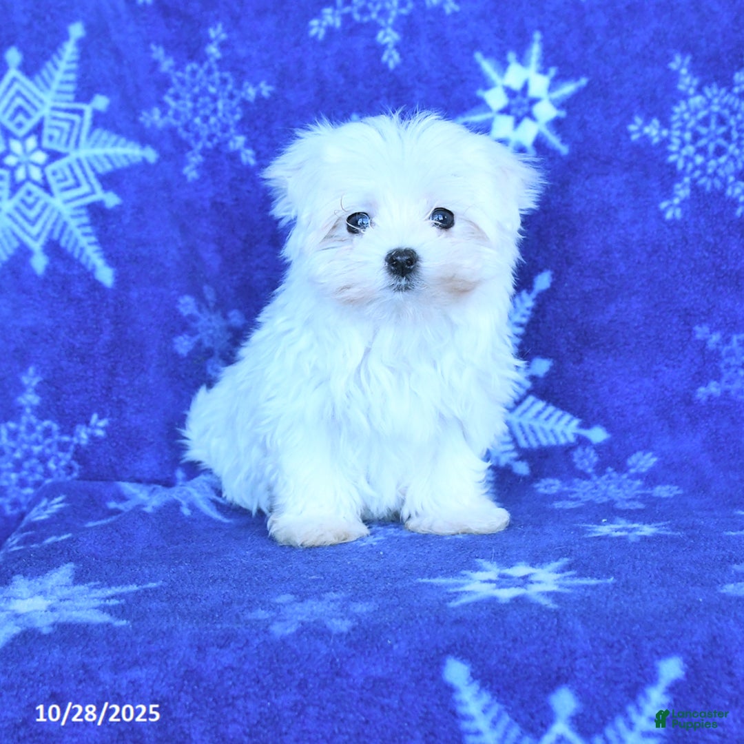Maltese dogs for sale: Clark - Ad 2
