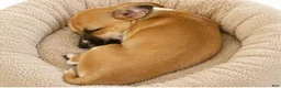Chiweenie dogs for sale: Rosie - Ad 4