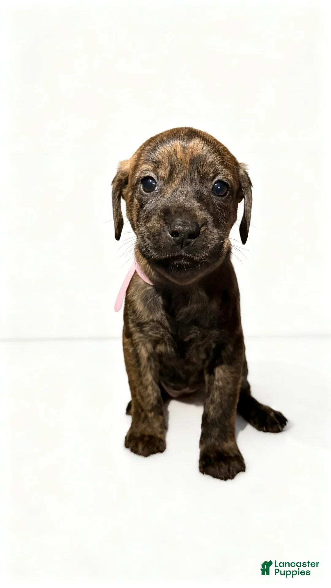 Mixed Breed dogs for sale: draco - Ad 4
