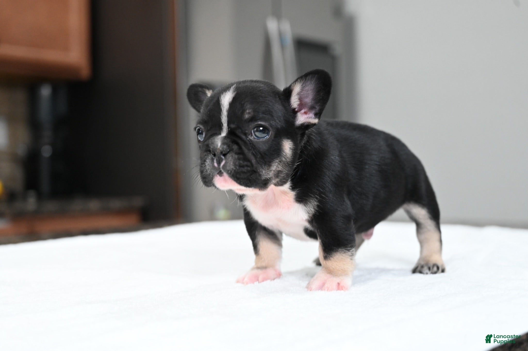 French Bulldog dogs Poppy - Ad 2