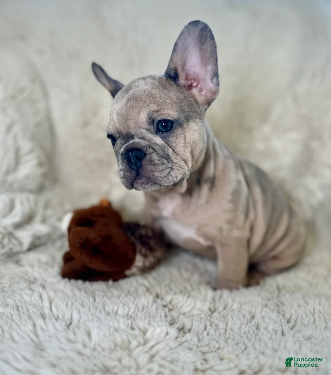 French Bulldog dogs for sale: Tiana - Ad 3