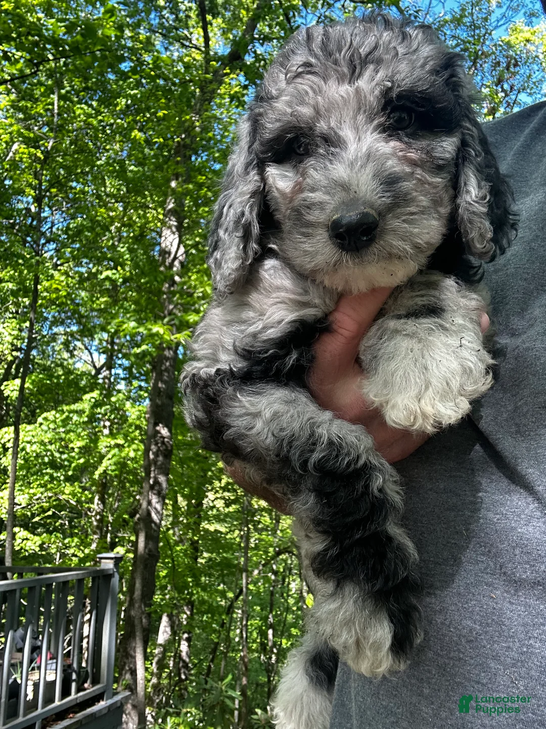 Mixed Breed dogs for sale: Rose  - Ad 2