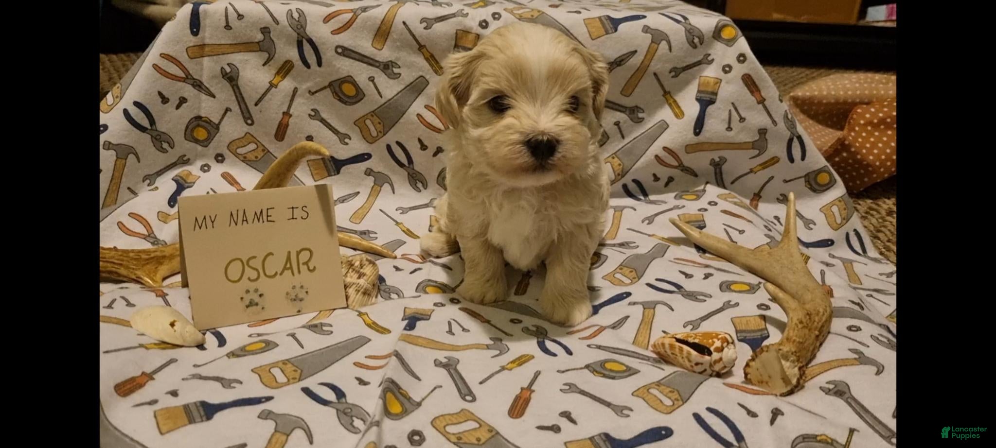 Maltipoo dogs Oscar - Ad 2