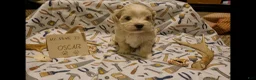 Maltipoo dogs for sale: Oscar - Ad 2