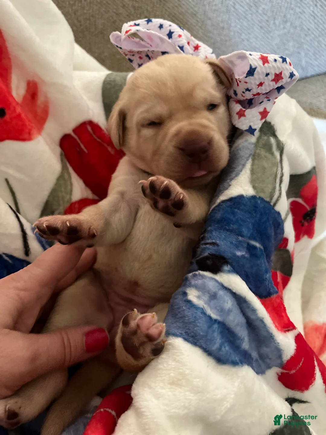 Labrador Retriever dogs for sale: Bee - Ad 1