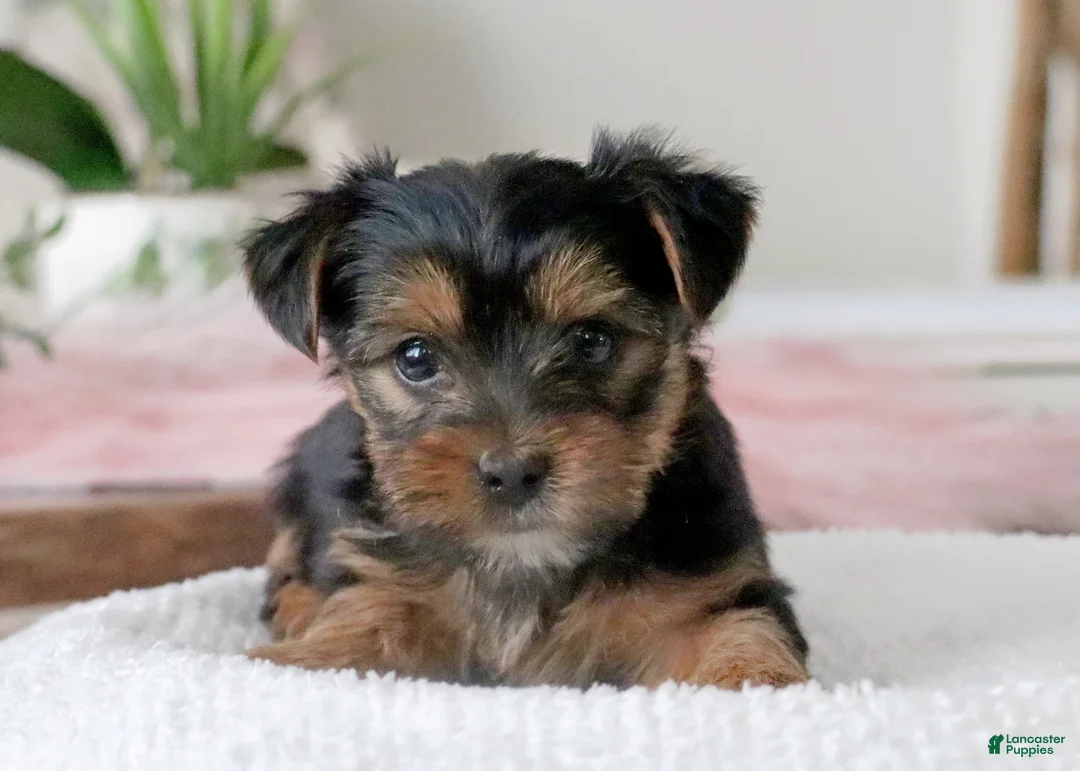 Yorkshire Terrier dogs for sale: Yorkshire Terrier Puppy 3 - Ad 1