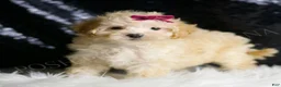 Maltipoo dogs for sale: Berry - Ad 3