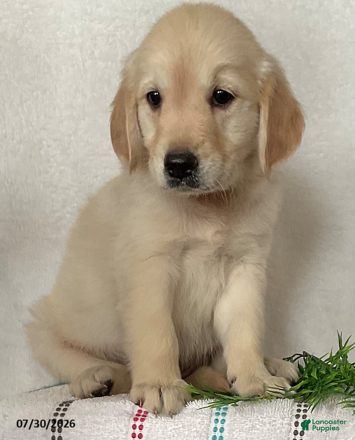Golden Retriever dogs Princess - Ad 2