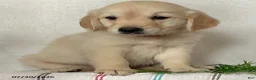 Golden Retriever dogs for sale: Princess - Ad 2