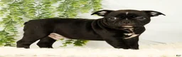 Frenchton dogs for sale: Max - Ad 3