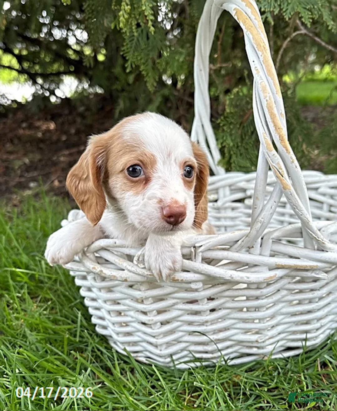 Dachshund dogs for sale: Willow - Ad 2