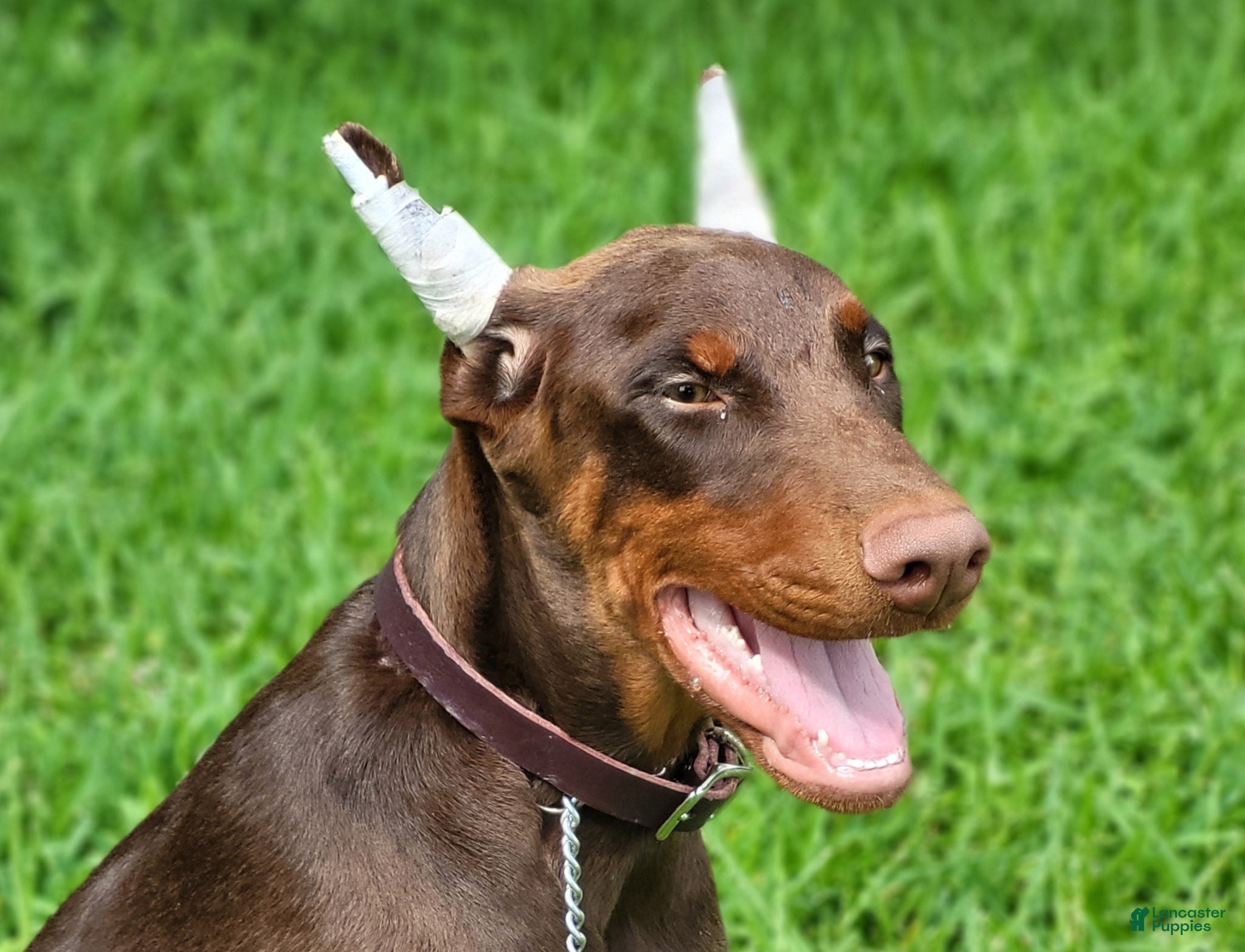 Doberman Pinscher dogs BOOTS - Ad 2