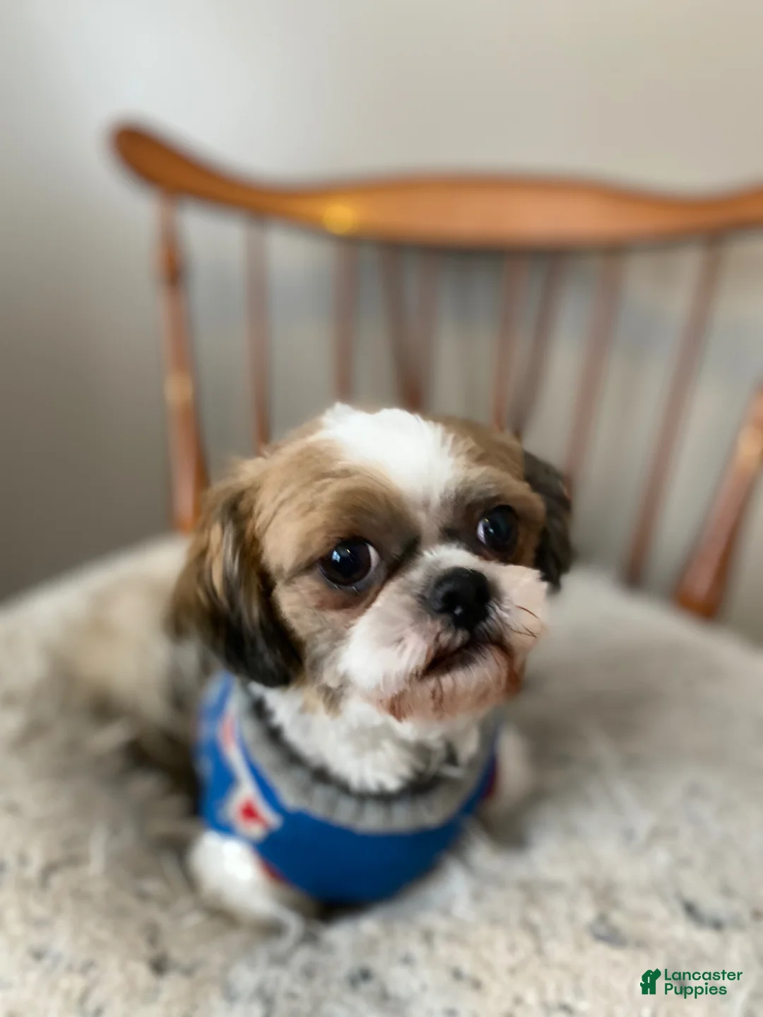 Shih Tzu dogs for sale: Sabbath  - Ad 6