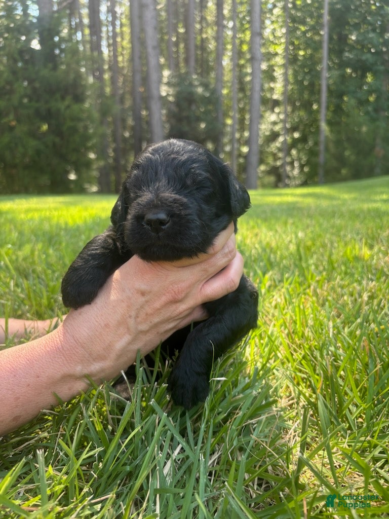 Goldendoodle dogs Slate - Ad 1