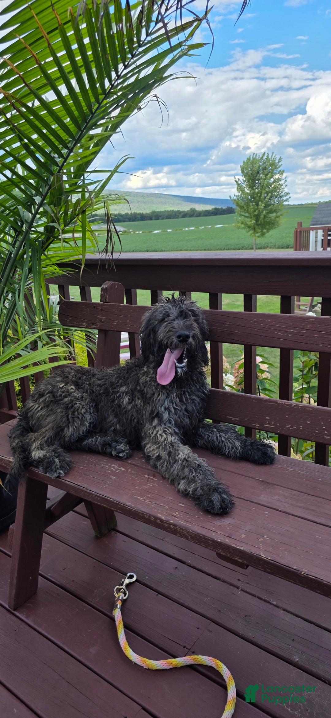 Goldendoodle dogs for sale: Maple - Ad 4