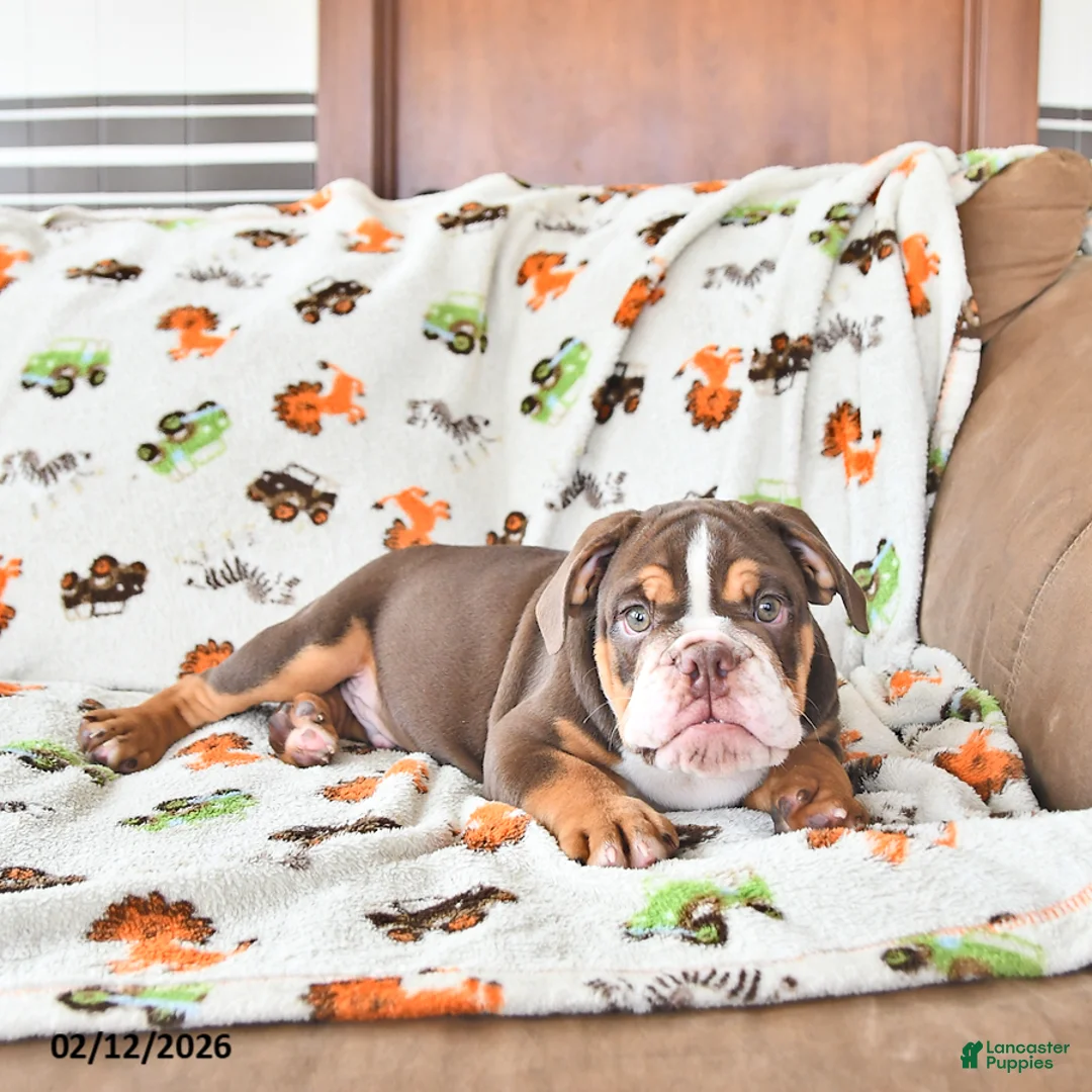 English Bulldog dogs for sale: Duke - Ad 3