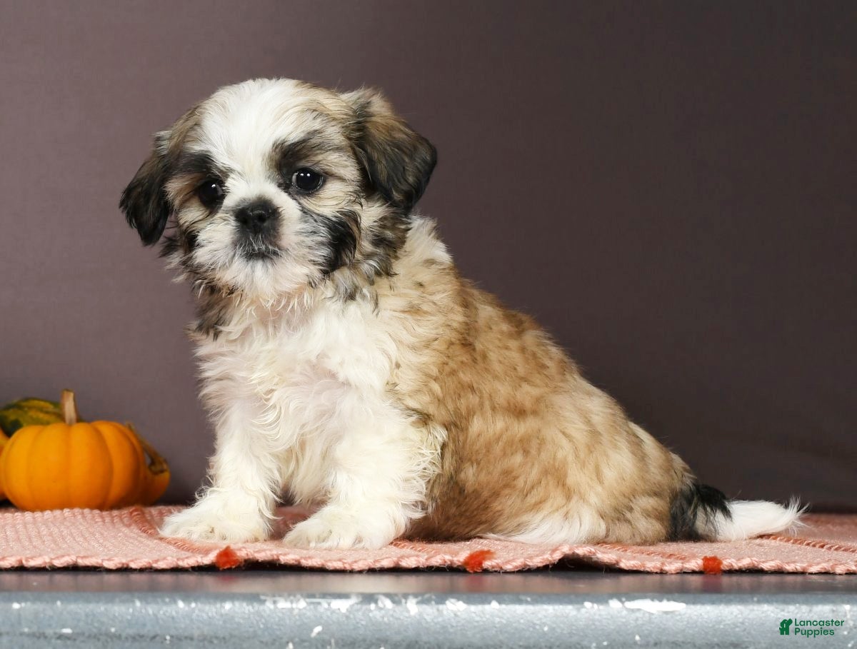 Shih Tzu dogs Pepper - Ad 25