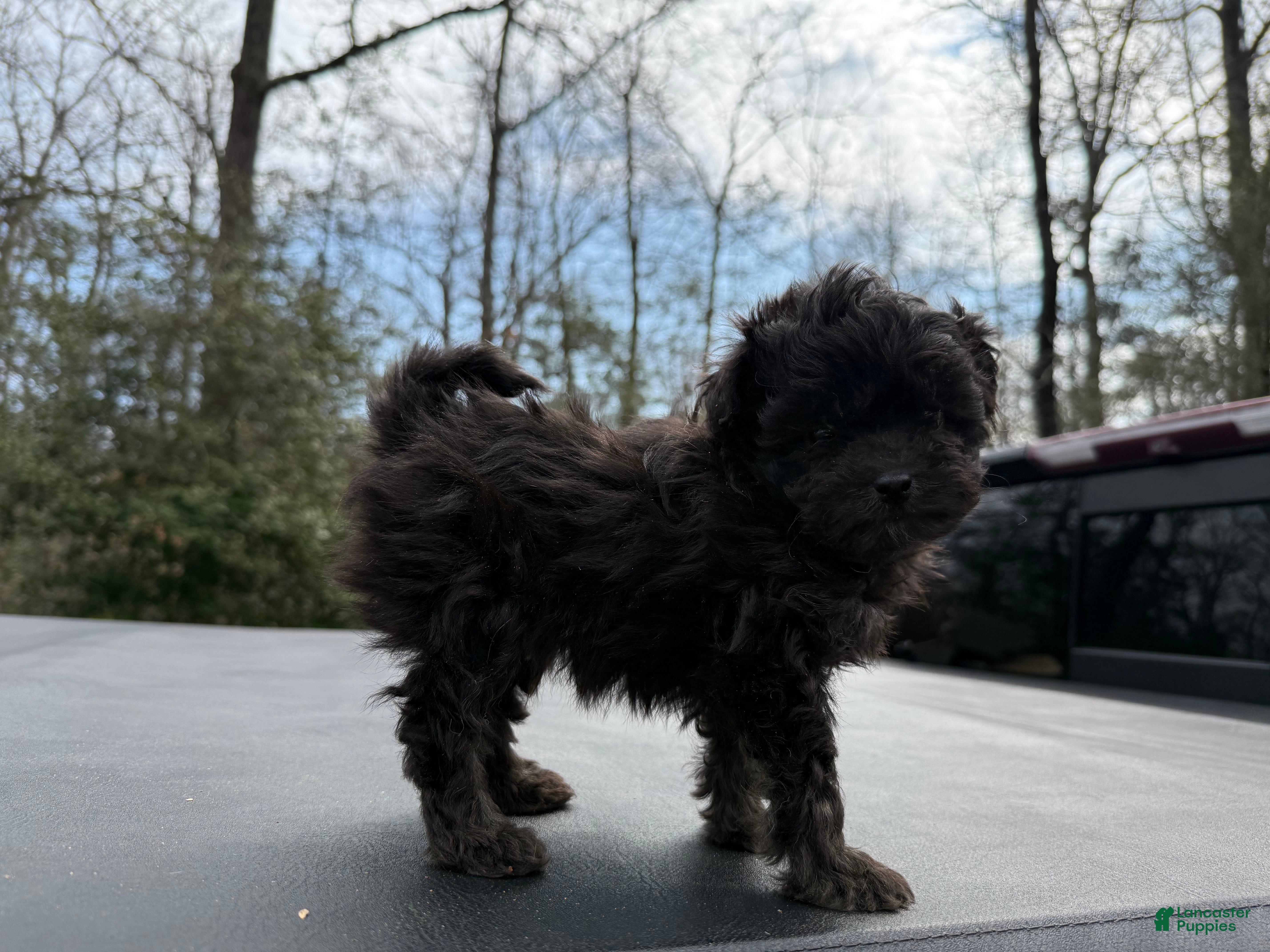 Toy Poodle dogs Toy Poodle Puppy 1 - Ad 2