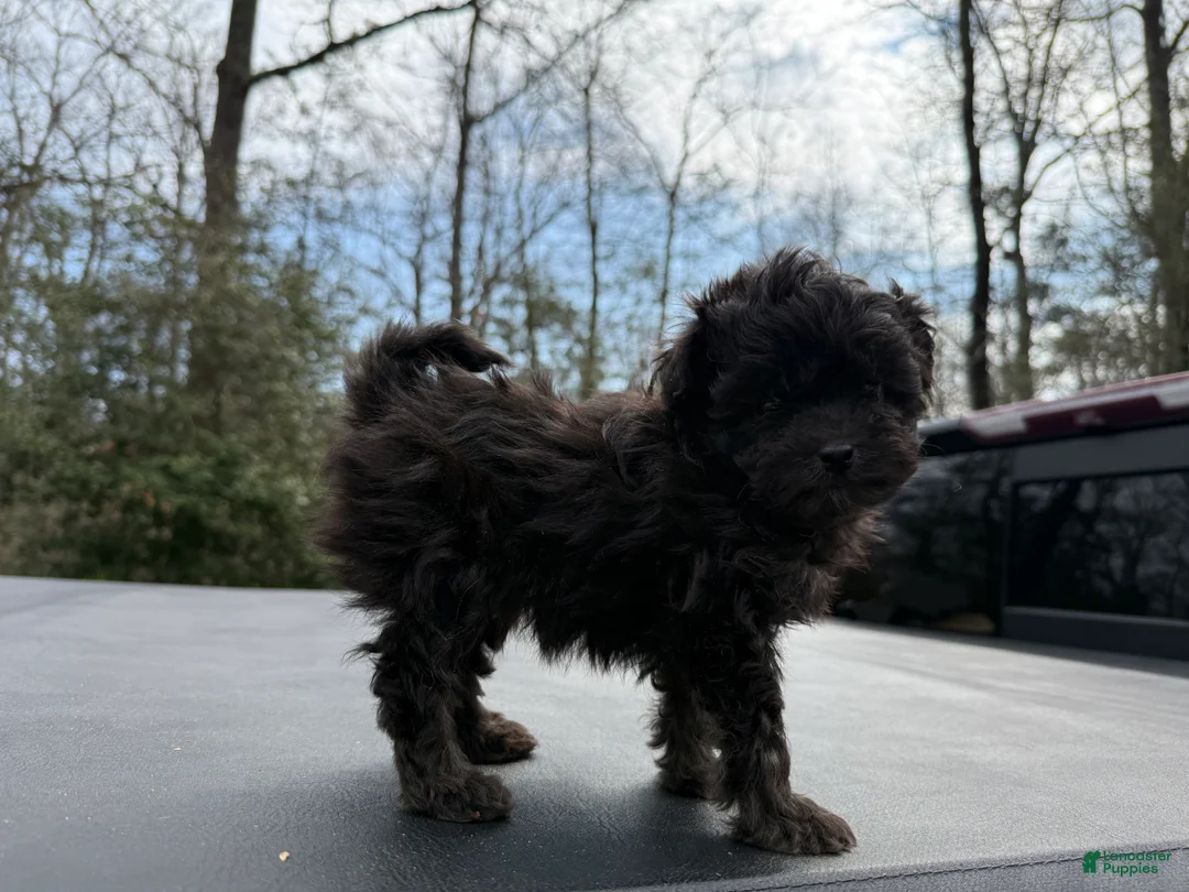Toy Poodle dogs for sale: Toy Poodle Puppy 1 - Ad 2