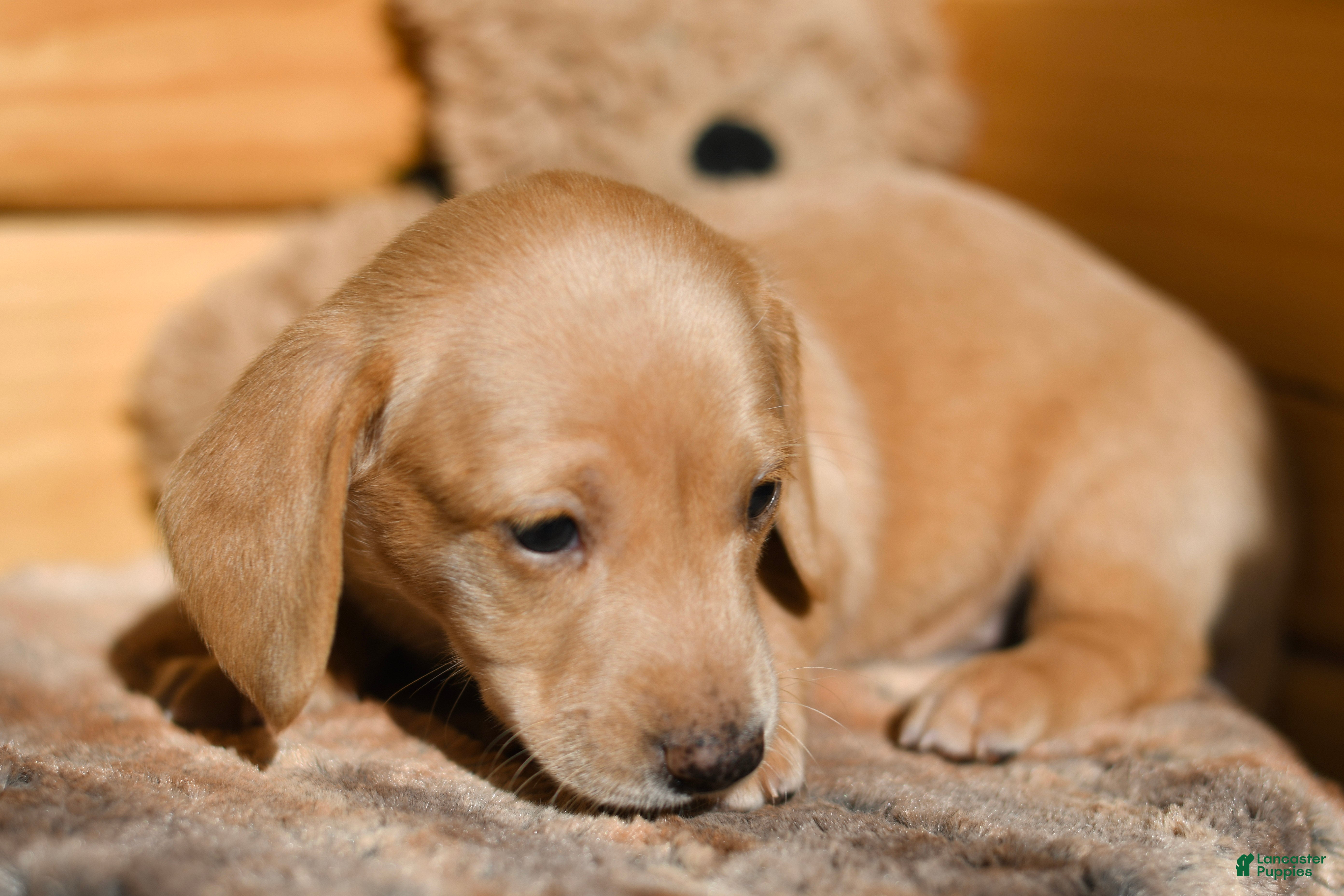 Dachshund dogs Spice - Ad 11