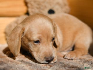 Dachshund dogs Spice - Ad 24