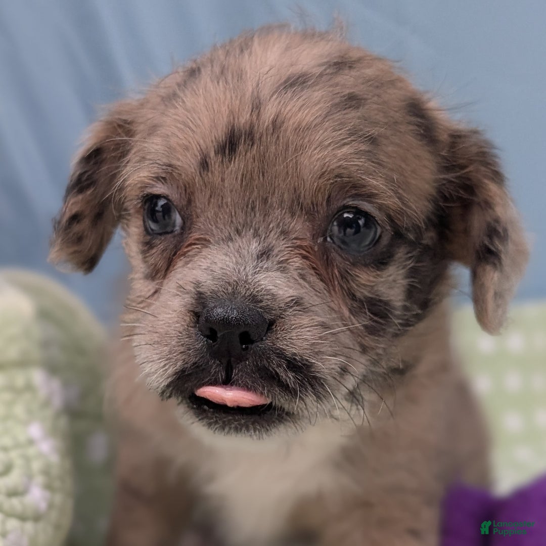 Mixed Breed dogs for sale: Princess - Ad 10