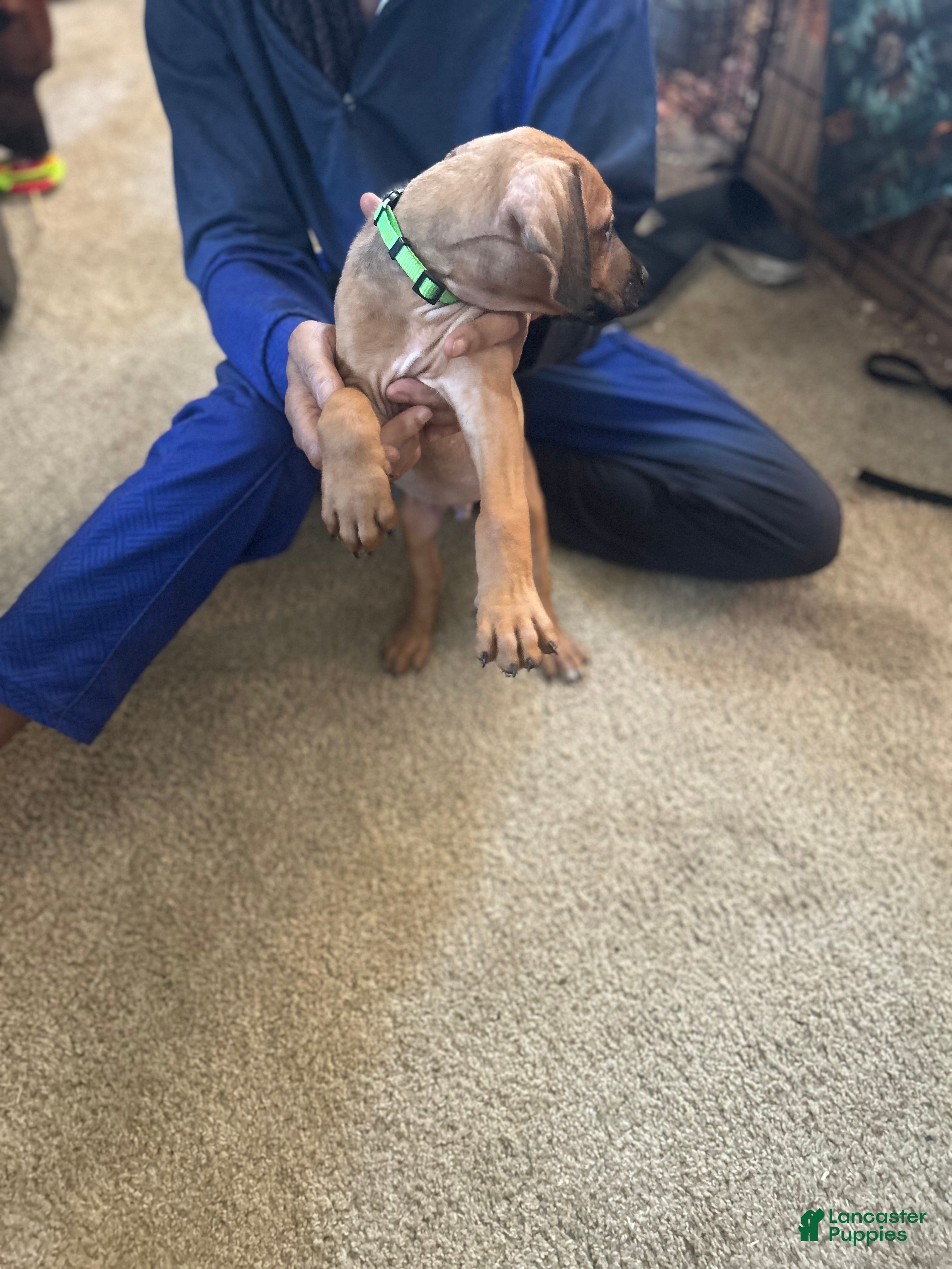 Rhodesian Ridgeback dogs Rhodesian Ridgeback Puppy 7 Light Green  - Ad 10