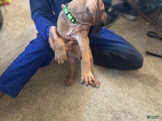 Rhodesian Ridgeback dogs Rhodesian Ridgeback Puppy 7 Light Green - Ad 10