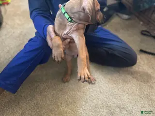 Rhodesian Ridgeback dogs Rhodesian Ridgeback Puppy 7 Light Green - Ad 3